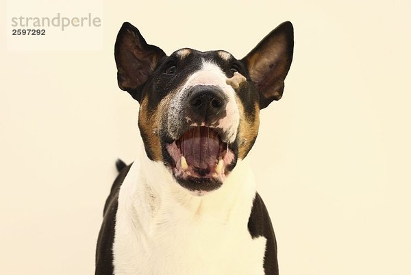 Nahaufnahme-Bull Terrier barking dog