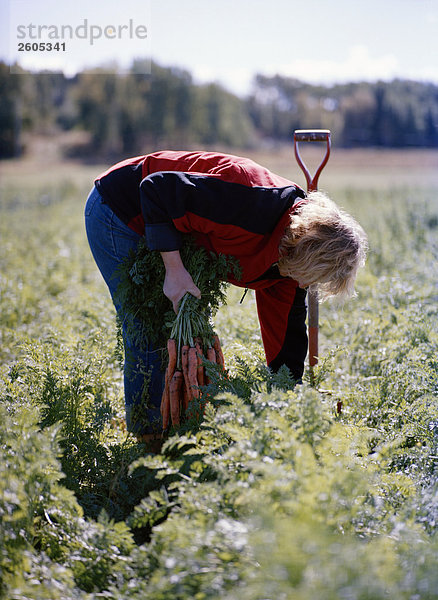 Eine Frau hält ökologische Karotten Aloppe Schweden