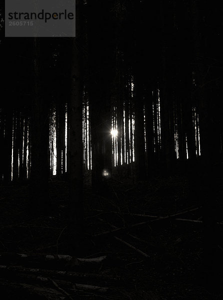 Ein paar zu Fuß in einem dunklen Wald Schweden