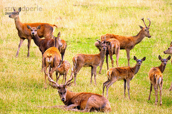 Herde von Red Deer (Cervus Elaphus) im Feld