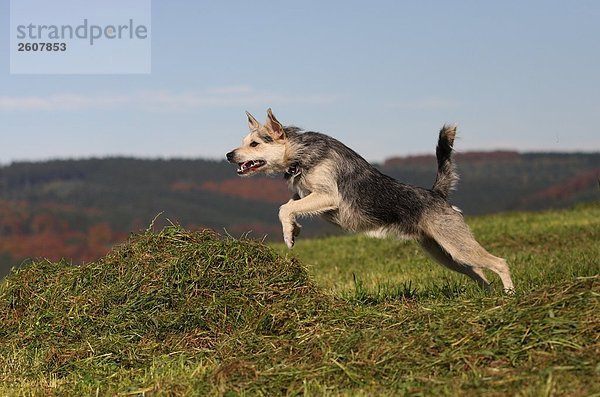 Hund im Feld ausgeführt