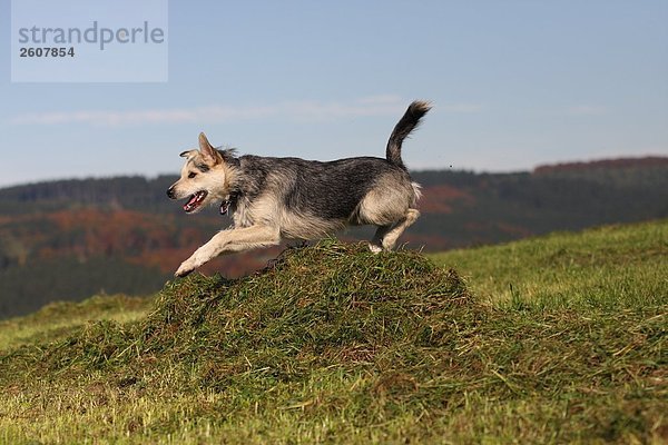 Hund springt über Heap Grashalm in Feld