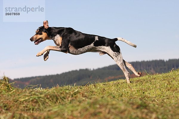Spanisch Podenco Hund im Feld ausgeführt