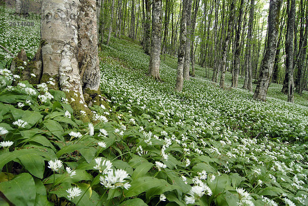 Italien  Sizilien  Messina  Mangalaviti Wald  des Naturparks des Monte Nebrodi  Buche und Bärlauchs