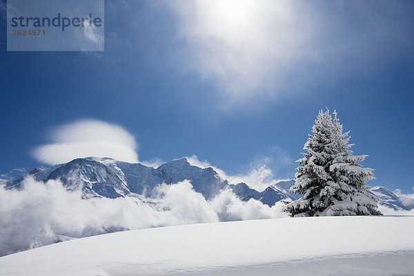 Mit Neuschnee bedeckter Tannenbaum