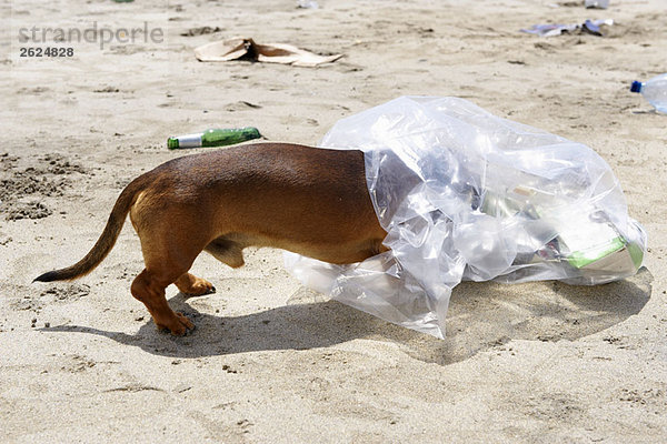 Hund mit Kopf im Müllsack