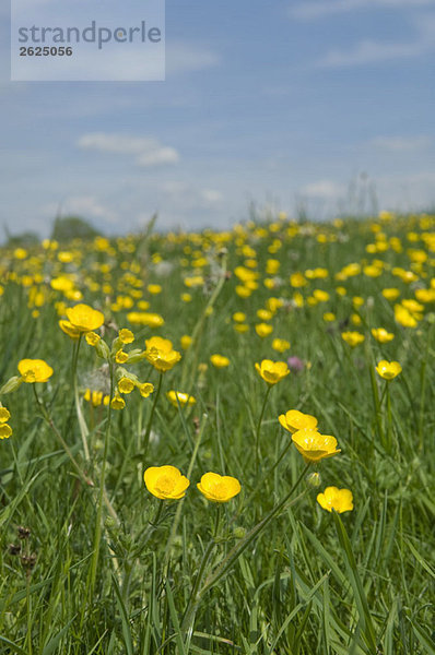 Nahaufnahme von Butterblumen und Cowslips