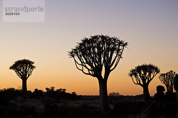 Afrika  Namibia  Köcherbäume (Aloe dichotoma) bei Sonnenuntergang