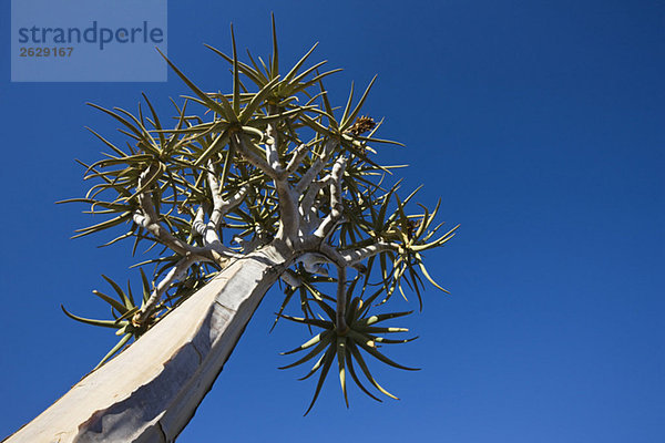 Afrika  Namibia  Köcherbaum (Aloe dichotoma)  Flachwinkelansicht