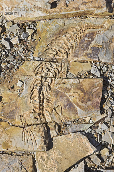 Afrika  Namibia  Mesosaurus tenuidens fossil  Vollbild