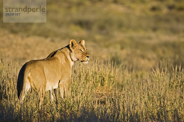 Afrika  Namibia  Kalahari  Löwin (Panthera leo) bei der Grasbeobachtung