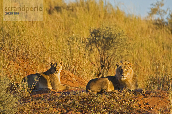 Afrika  Namibia  Löwin (Panthera leo) und Löwe im Gras liegend