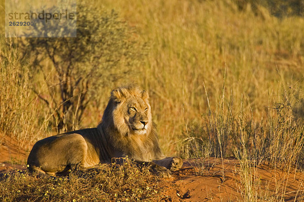 Afrika  Namibia  Löwe (Panthera leo) im Gras liegend