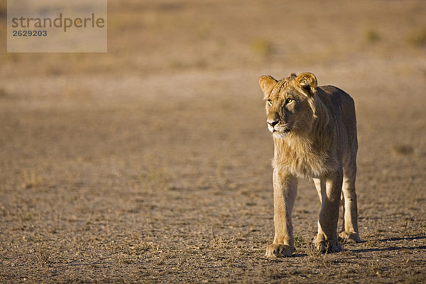 Afrika  Namibia  Kalahari  Löwin (Panthera leo)
