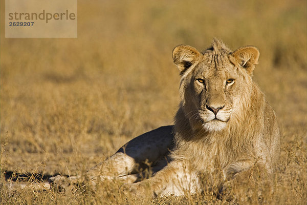 Afrika  Namibia  Kalahari  Löwin (Panthera leo) im Gras liegend