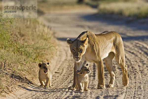 Afrika  Namibia  Löwin (Panthera leo) mit Jungen