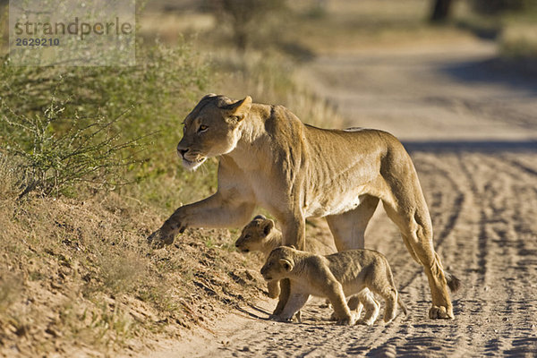 Afrika  Namibia  Löwin (Panthera leo) mit Jungen