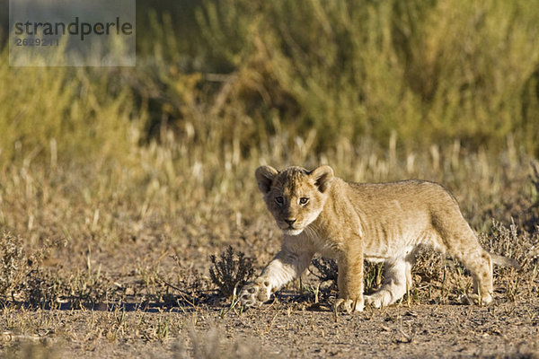 Afrika  Namibia  Afrikanisches Löwenjunges (Panthera Leo)