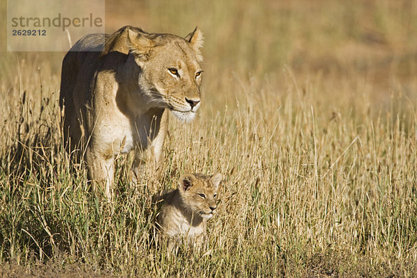 Afrika  Namibia  Löwin (Panthera leo) mit Jungtier  Nahaufnahme