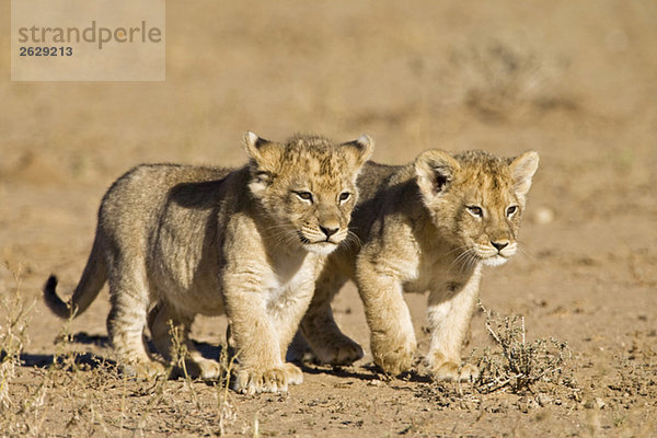 Afrika  Namibia  Afrikanische Löwenjungen (Panthera Leo)