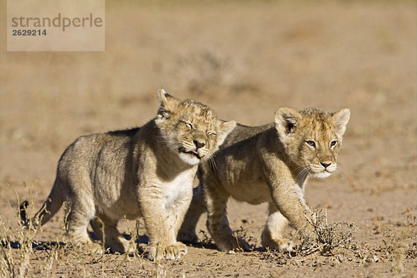 Afrika  Namibia  Afrikanische Löwenjungen (Panthera Leo)