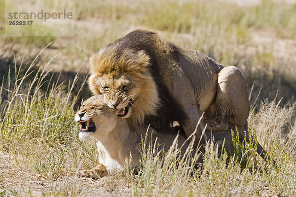 Afrika  Namibia  Löwe und Löwin (Panthera leo) Paarung  Nahaufnahme
