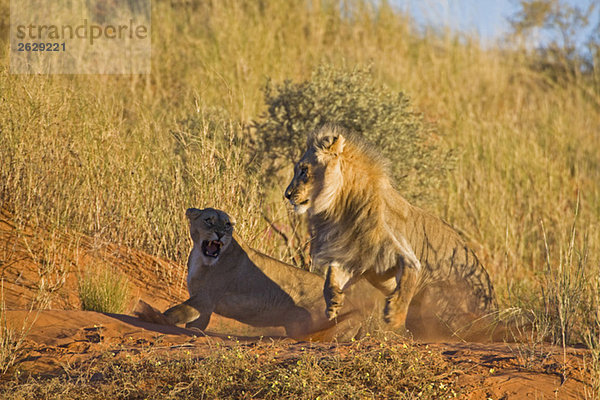 Afrika  Namibia  Löwin und Löwe (Panthera leo)