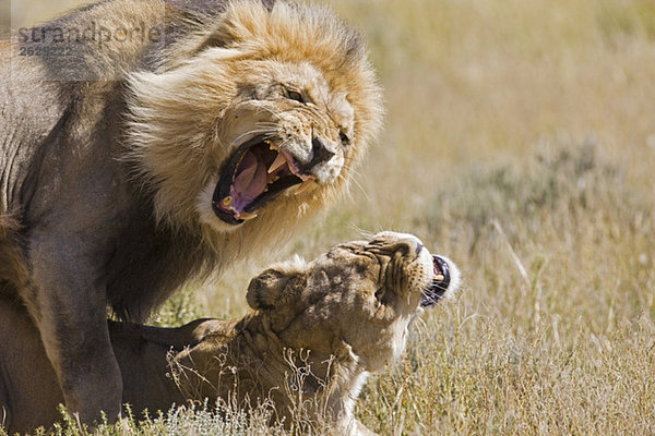 Afrika  Namibia  Löwe und Löwin (Panthera leo) Paarung  Nahaufnahme