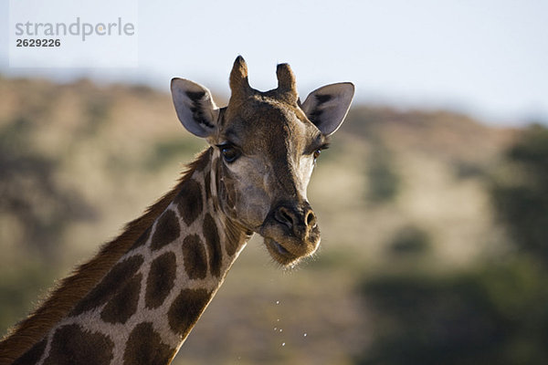 Afrika  Namibia  Giraffenkopf (Giraffa camelopardalis) gegen den Himmel  Nahaufnahme