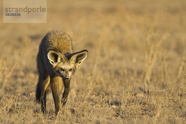 Afrika  Namibia  Fledermausohr-Fuchs (Otocyon megalotis) im Freiland