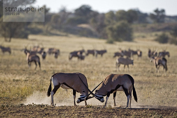 Afrika  Namibia  Zwei Edelsteinbullen (Oryx Gazella) Sparring