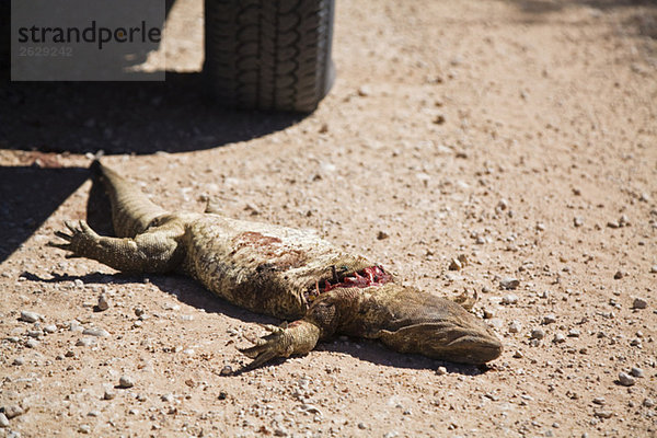 Afrika  Namibia  Tote Eidechse  Roadkill  Nahaufnahme