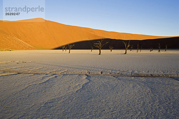 Afrika  Namibia  Tote Bäume in der Wüste