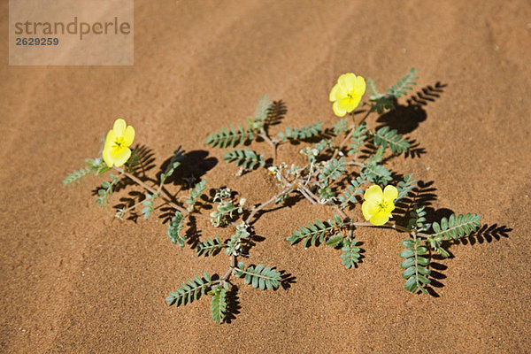 Afrika  Namibia  Namib Wüste  Morgensternblumen (Carex grayi)  erhöhte Ansicht