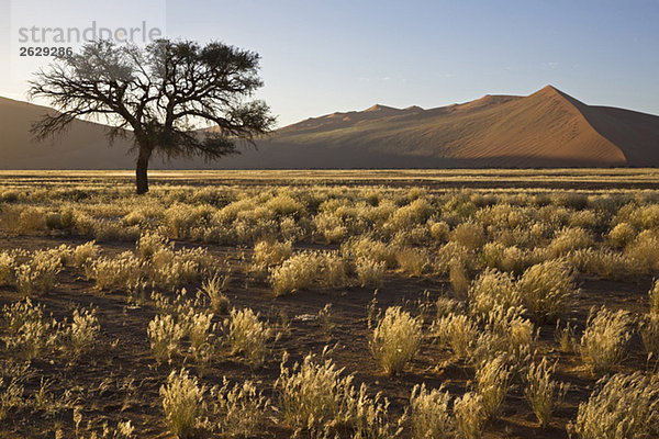 Afrika  Namibia  Wüstenlandschaft mit Baum