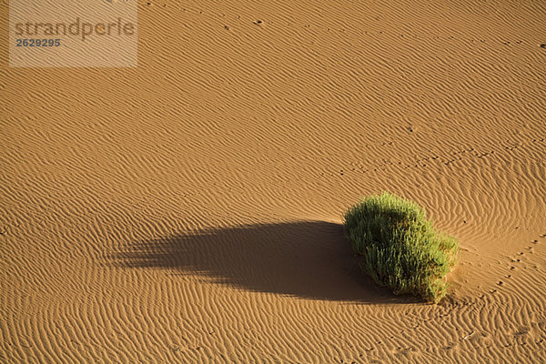 Afrika  Namibia  Namib Wüste  Nara Strauch in der Wüste (Acanthosicyos horridus)  erhöhte Aussicht