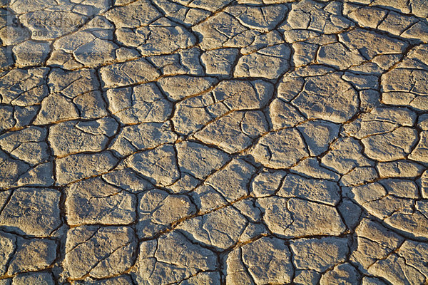 Afrika  Namibia  Namib Wüste  Cracked ground  Vollbild
