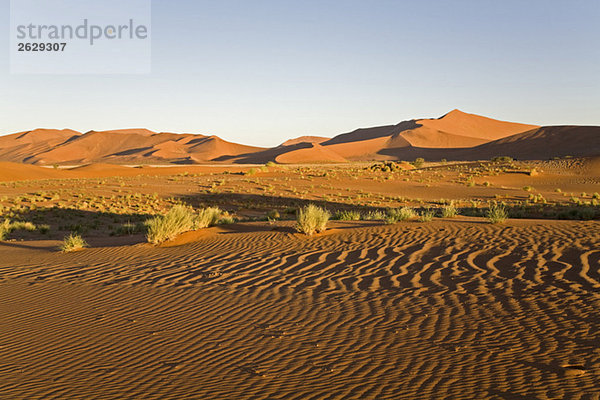 Afrika  Namibia  Sossusvlei  Sanddünen  Wüstenpflanzen