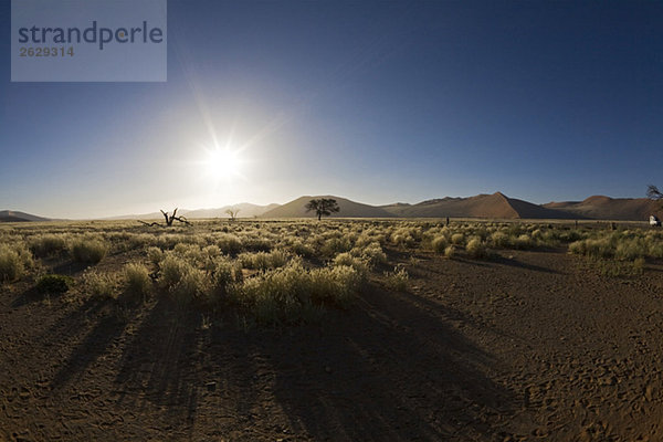 Afrika  Namibia  Landschaft mit Bäumen