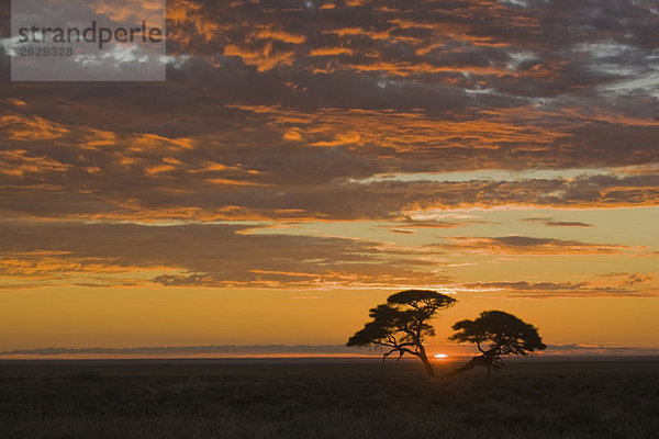 Afrika  Namibia  Etoscha-Nationalpark  Sonnenuntergang