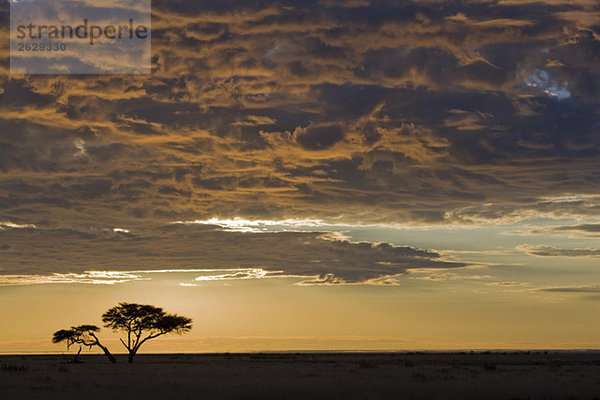 Afrika  Namibia  Etoscha-Nationalpark  Sonnenuntergang