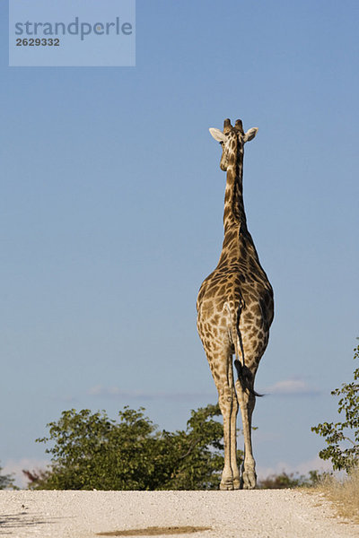 Afrika  Namibia  Etosha Nationalpark  Masai Giraffe (Giraffa camelopardalis tippelskirchi) zu Fuß  Rückansicht