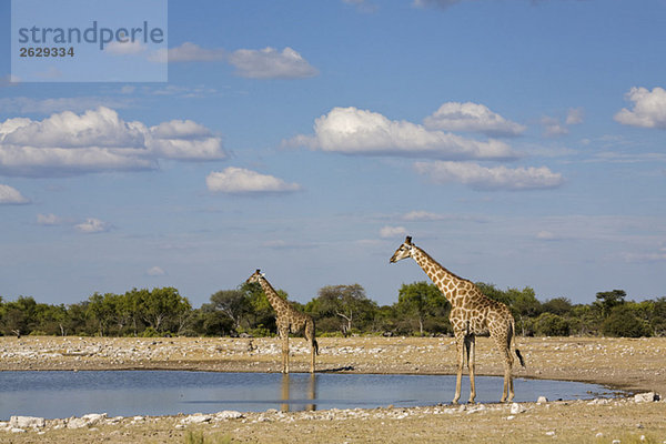 Afrika  Namibia  Etosha Nationalpark  Zwei Masai Giraffen (Giraffa camelopardalis tippelskirchi) am Wasserloch