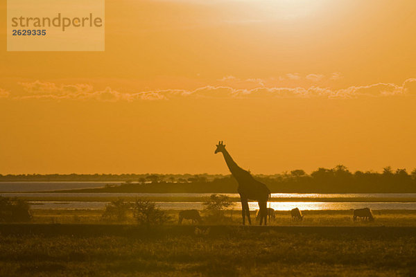 Afrika  Namibia  Etosha Nationalpark  Masai Giraffe (Giraffa Camelopardalis Tippelskirchi)  Sonnenuntergang