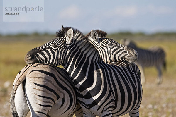 Africa  Zebras (Equus quagga burchelli) Grooming