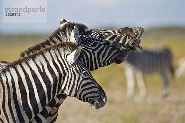 Afrika  Zebra (Equus quagga burchelli) wiehernd  Portrait