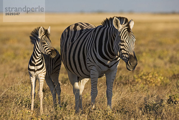 Afrika  Weibliches Zebra Equus quagga burchelli) und Fohlen