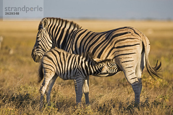 Afrika  Weibliches Zebra (Equus quagga burchelli) füttert sein Fohlen