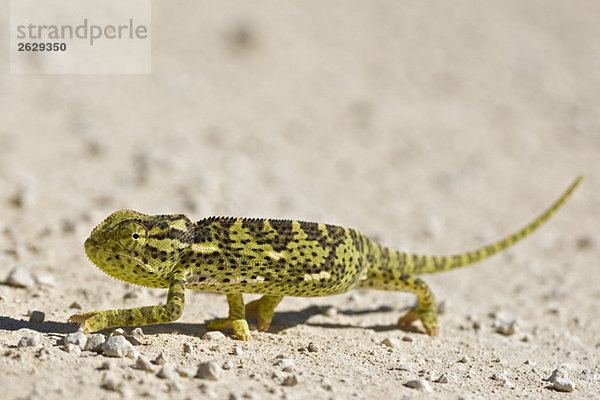 Afrika  Namibia  Etosha Nationalpark  Chamäleon (Chamaeleo dilepis)