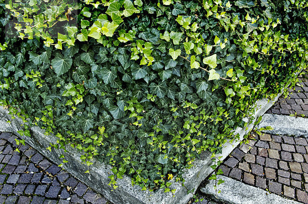 Efeu (Hedera Helix)  erhöhte Ansicht